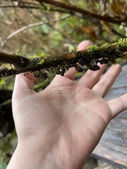 Badhamia utricularis