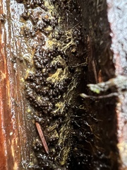 Badhamia utricularis