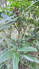 Aucuba chinensis