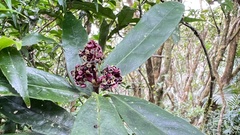Aucuba chinensis