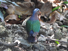 Chalcophaps indica natalis