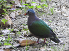 Chalcophaps indica natalis