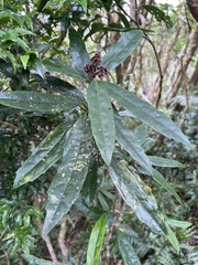 Aucuba chinensis