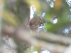 Eutropis longicaudata