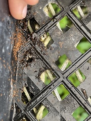 Wasmannia auropunctata