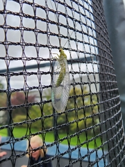 Italochrysa insignis