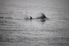 Lagenorhynchus albirostris
