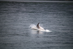 Lagenorhynchus albirostris