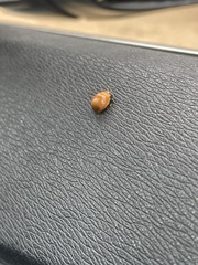 Dicranosterna semipunctata