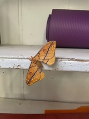 Opodiphthera fervida