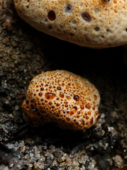 Pseudoinonotus