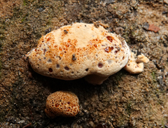 Pseudoinonotus
