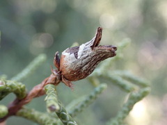 Walshomyia juniperina