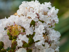 Lagerstroemia indica