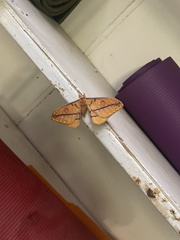 Opodiphthera fervida