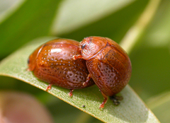 Dicranosterna semipunctata