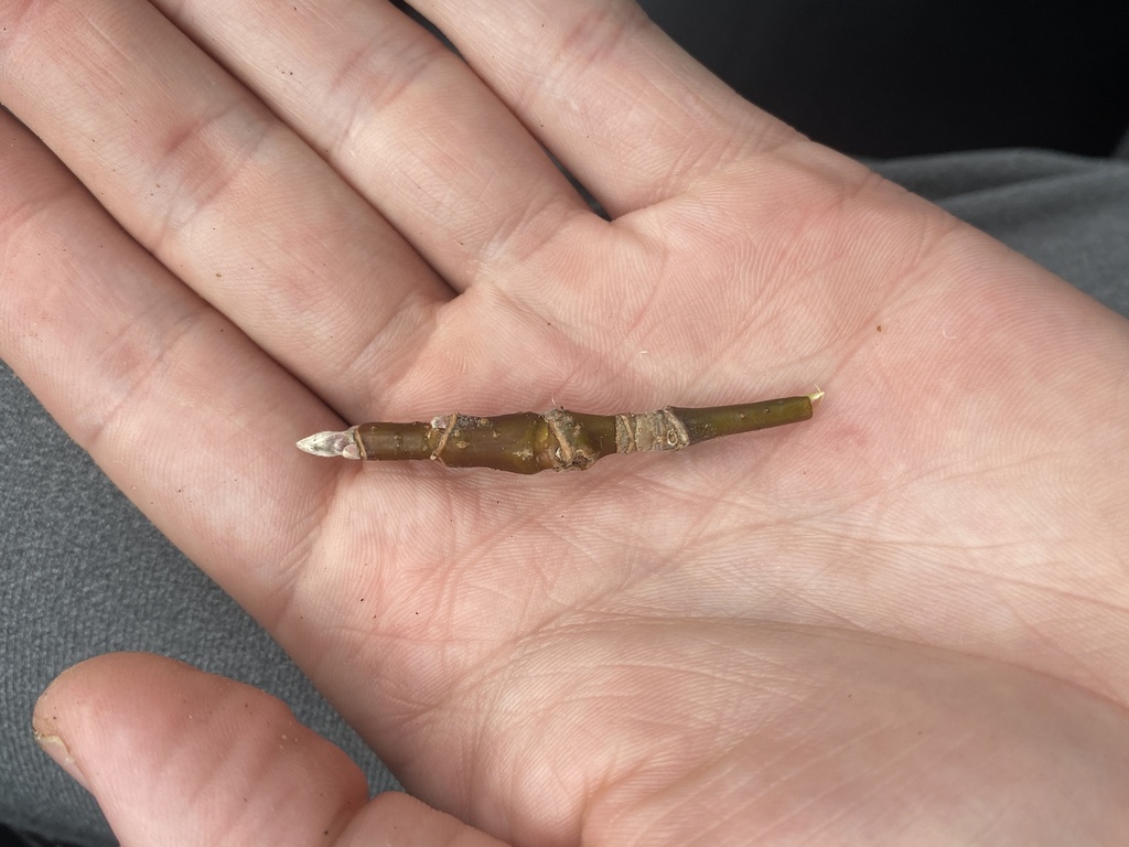 Boxelder Twig Borer