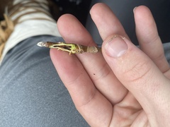 Proteoteras willingana