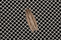 Leistarcha scitissimella