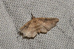 Philogethes metableta