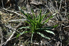 Chlorogalum pomeridianum