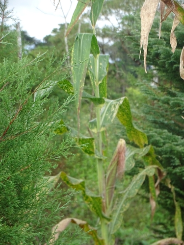 Zea mays image