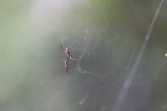 Trichonephila plumipes