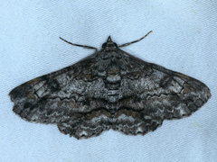 Cleora displicata