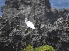 Egretta sacra