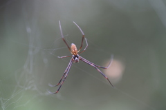 Trichonephila plumipes