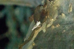 Pelodryadidae