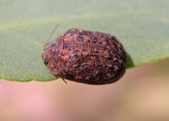Trachymela scabra