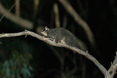 Petaurus norfolcensis