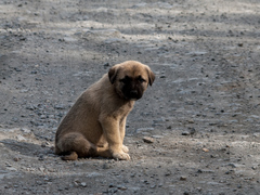 Canis familiaris