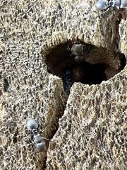 Cephalotes multispinosus