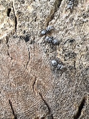 Cephalotes multispinosus