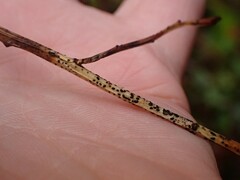 Lophodermium maculare