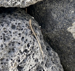 Cryptoblepharus poecilopleurus