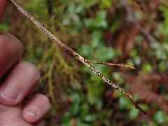 Lophodermium maculare