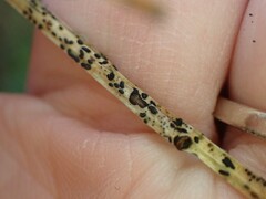 Lophodermium maculare