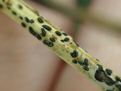 Lophodermium maculare