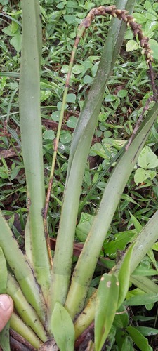 Lemurorchis
