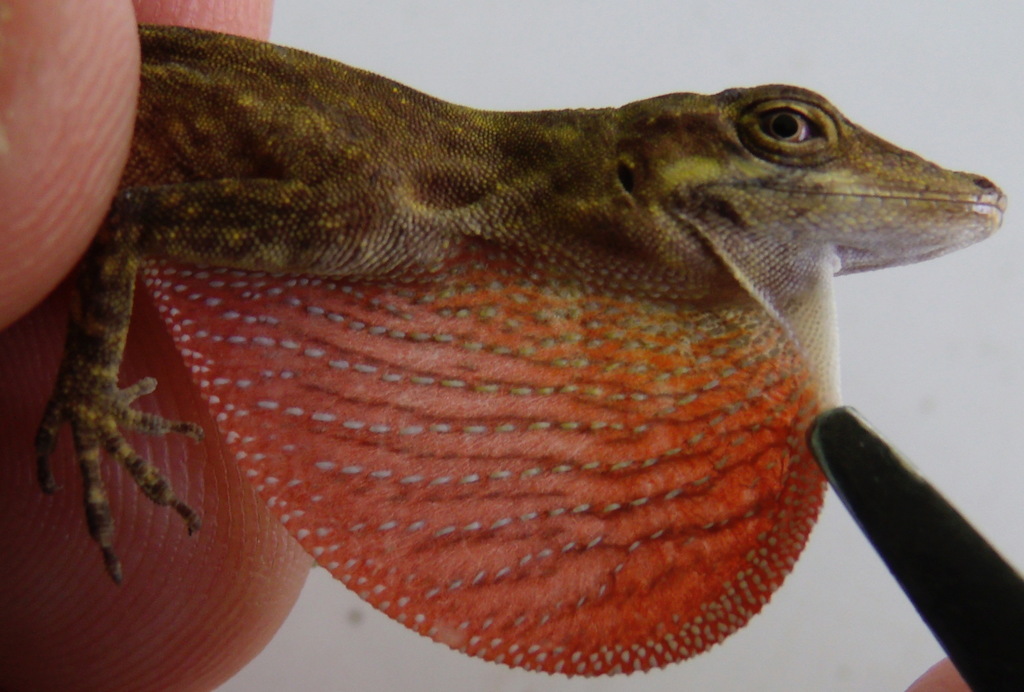 La Fortuna Anole
