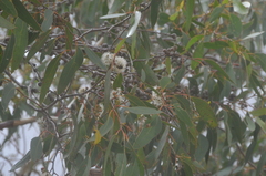 Eucalyptus arenacea