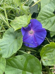 Ipomoea indica