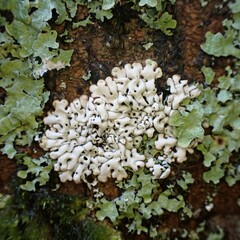 Menegazzia