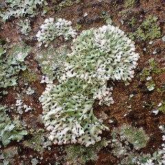 Menegazzia