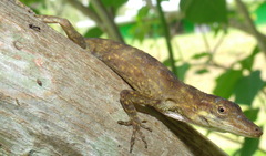 Anolis fortunensis