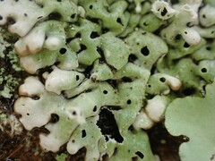 Menegazzia
