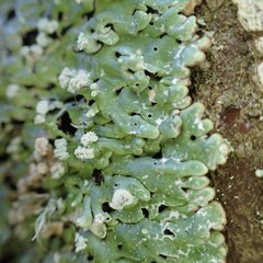 Menegazzia